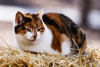 Calico farm cat curled up on straw